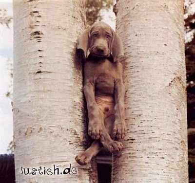 883-hund-im-baum.jpg