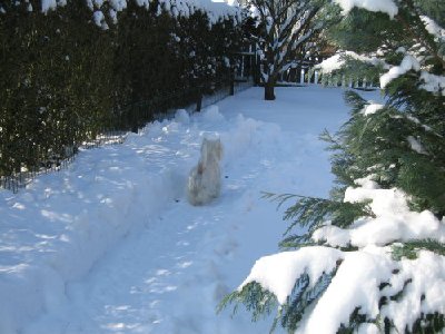 Abi im Hundegarten 12,03,06.JPG