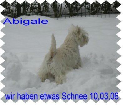 Abigale im Schnee.JPG