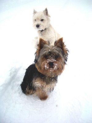 Fluffy und Gerry im Schnee.jpg