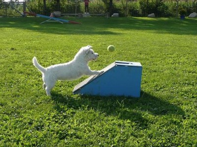 flyball1.JPG