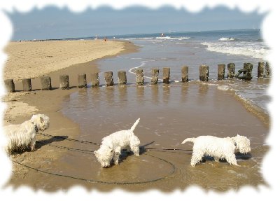 gehn wir ins Wasser oder lieber nicht.JPG