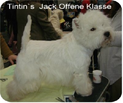 Tintin`s Jack.JPG