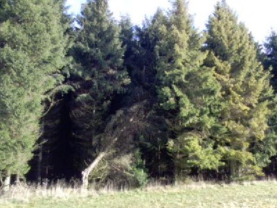 Wald.jpg